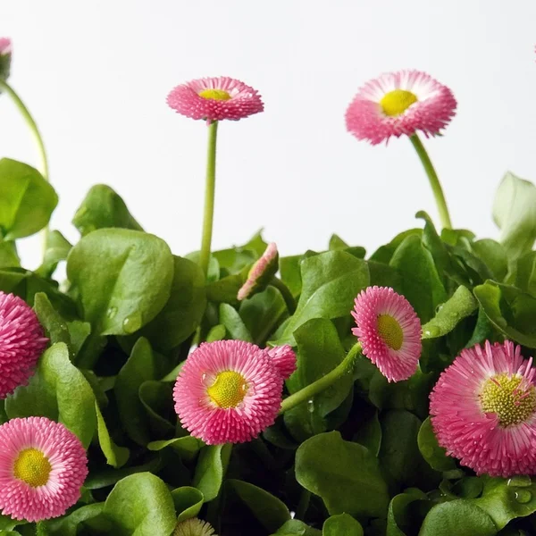 乐天堂棋牌游戏